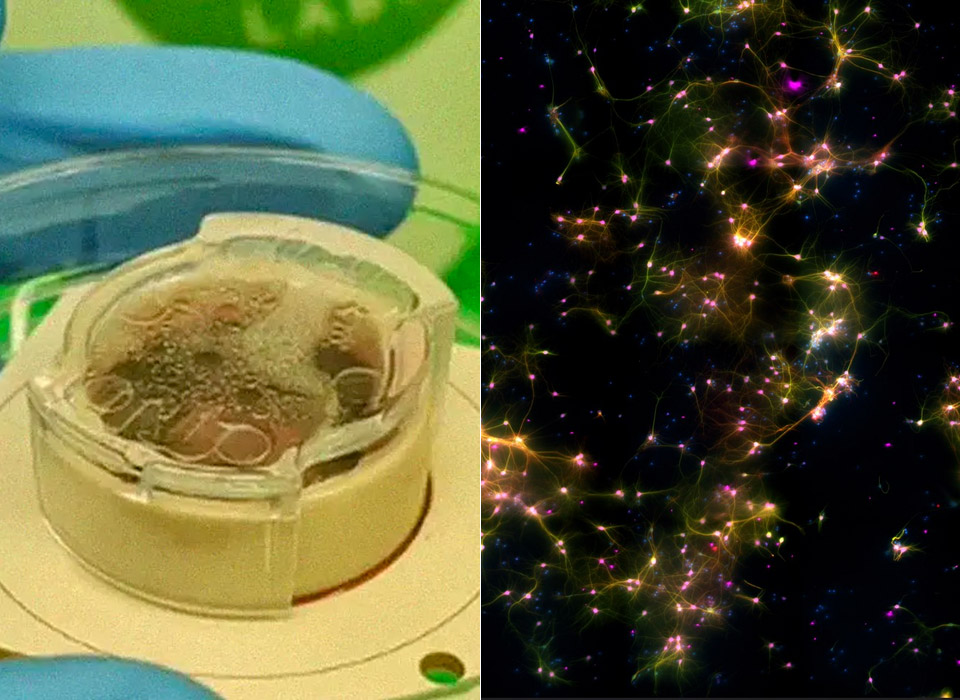 Yelzkizi Scientists Make Breakthrough That Allows Lab-Grown Brain Cells To Play A Sort Of Video Game (UC Santa Cruz Cart-Pole Results Explained)