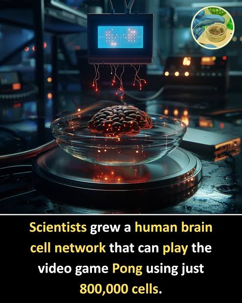 yelzkizi Scientists Make Breakthrough That Allows Lab-Grown Brain Cells To Play A Sort Of Video Game (UC Santa Cruz Cart-Pole Results Explained)