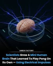 yelzkizi Scientists Make Breakthrough That Allows Lab-Grown Brain Cells To Play A Sort Of Video Game (UC Santa Cruz Cart-Pole Results Explained)