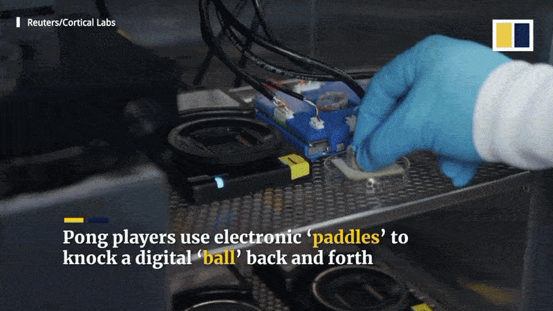 yelzkizi Scientists Make Breakthrough That Allows Lab-Grown Brain Cells To Play A Sort Of Video Game (UC Santa Cruz Cart-Pole Results Explained)