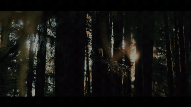 Yelzkizi 99 Nights in the Forest Film Confirmed: Everything We Know About the 20th Century Studios Movie